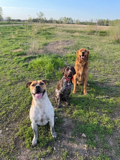 Three dogs sitting on grassy field, happily looking up.