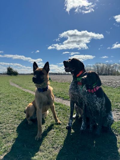 Three dogs sitting on grass under a blue sky with clouds.