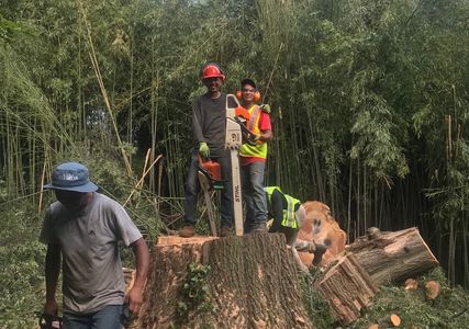 tree removal, tree services, cut tree, stump removal