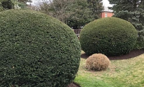 tree service, lawn care, landscaping