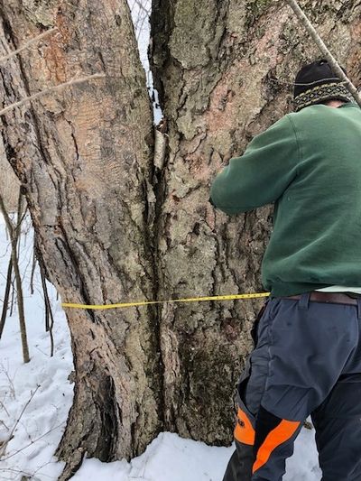 Tree risk assessment
