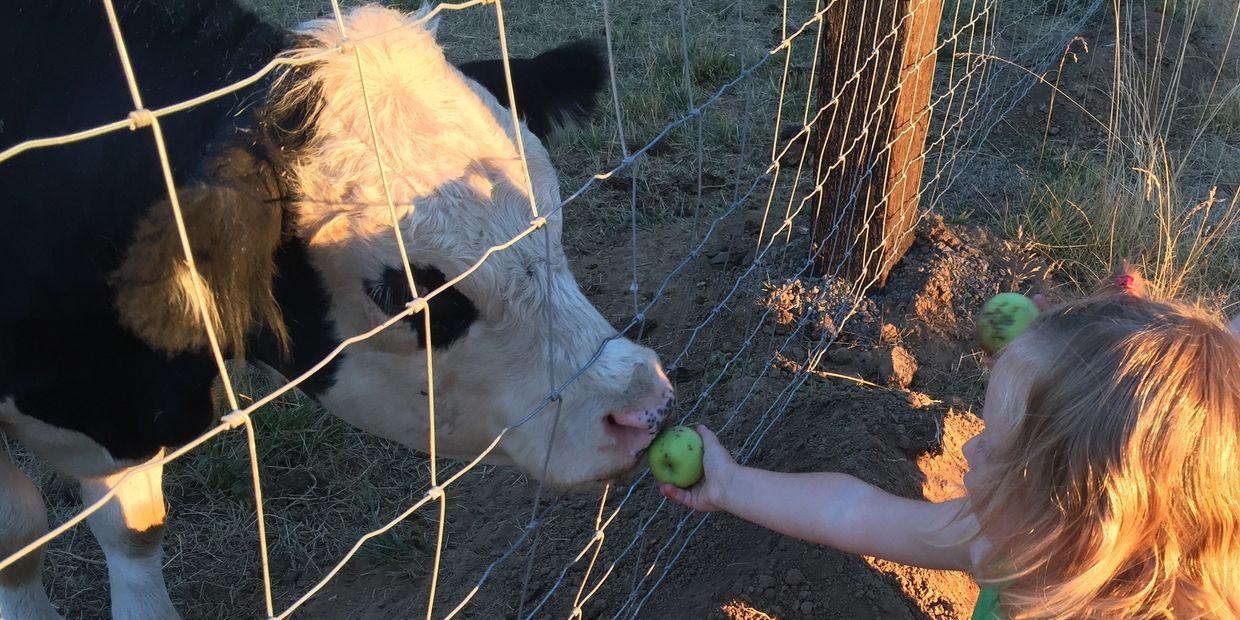  Granddaughter feeding apple to Belted Galloway Cow