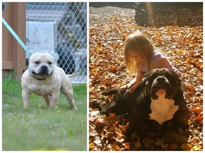 El Chema and Luna, puppies on the way.