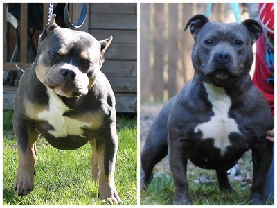 Willy FooFoo and Ch Blue puppies on the way