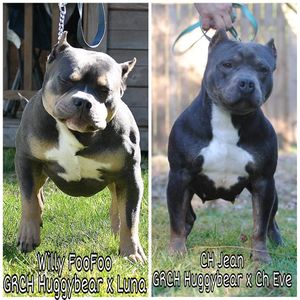 Willy FooFoo and Ch Jean, puppies on the way