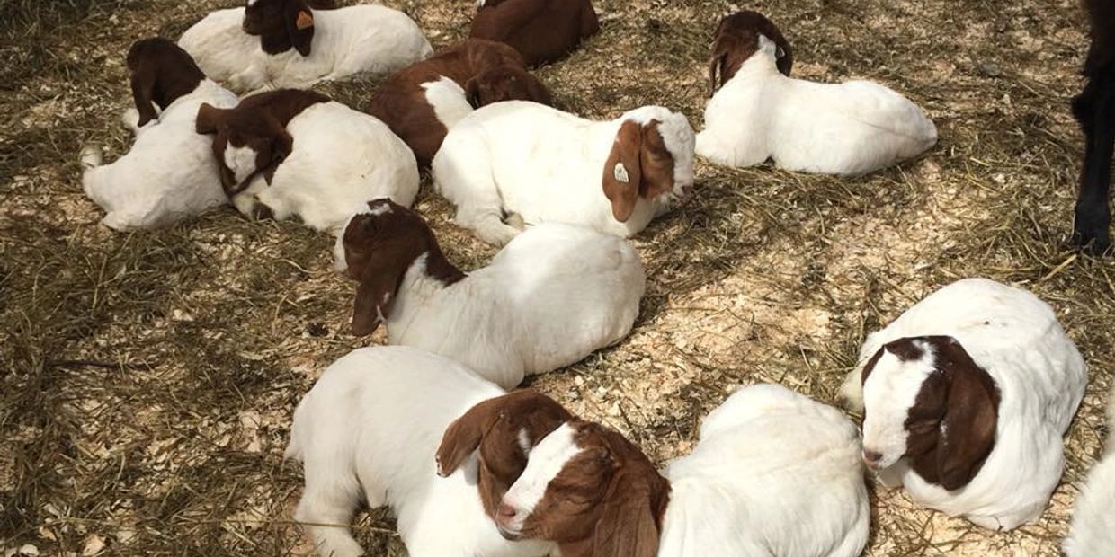 Boer goat kids