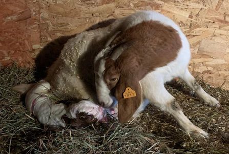 Boer doe delivering a kid