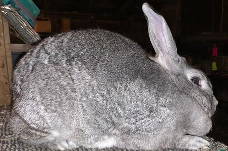 American Chinchilla rabbit