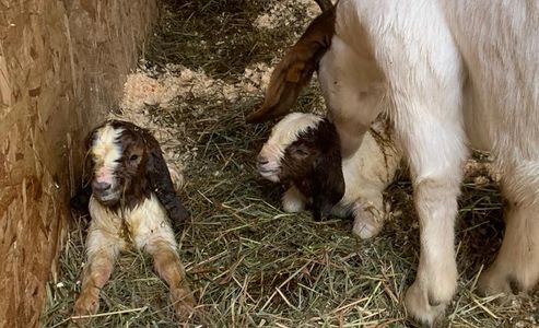 Newborn Boer goat kids