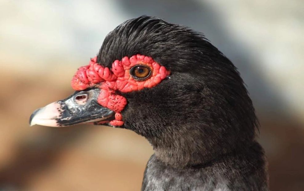 Muscovy hen
