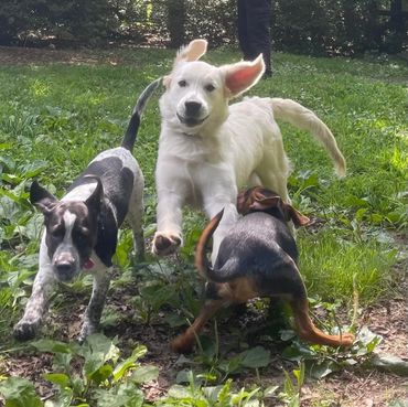 Three dogs happily playing together on green grass.