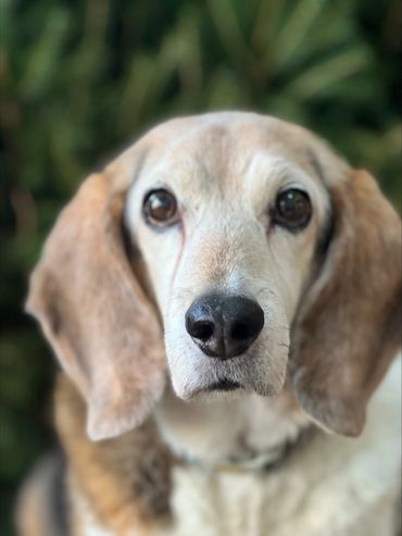Close-up of a beagle dog's face with soulful eyes.