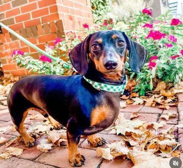 A black and tan Dachshund dog on a leash standing on autumn leaves by flowers.