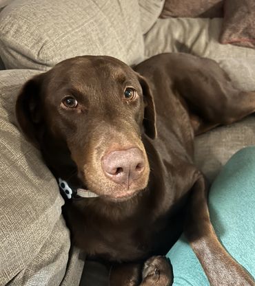 Chocolate Labrador lying comfortably on a couch.