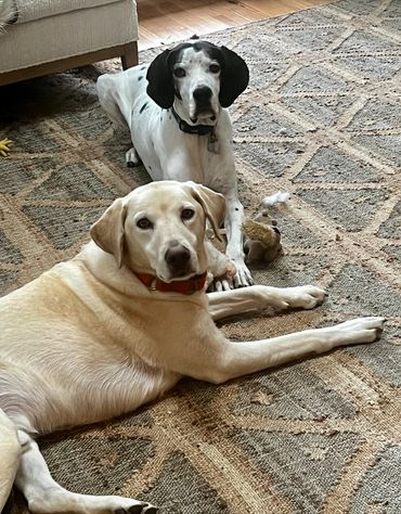 Two dogs lying on a patterned rug, looking attentively at the camera.