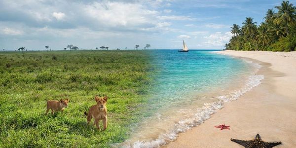 A surreal image blending a savannah with lions and a tropical beach with starfish.
