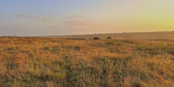 A vast grassland during sunset with a few animals grazing in the distance.