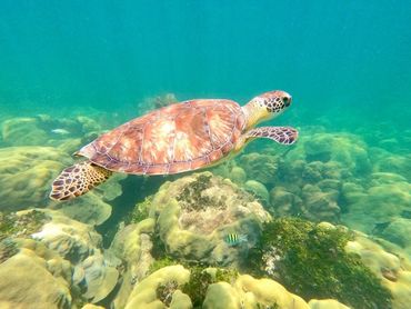 A sea turtle gracefully swimming over coral reefs underwater.