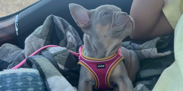 Small blue-gray puppy wearing a harness sitting on a blanket.