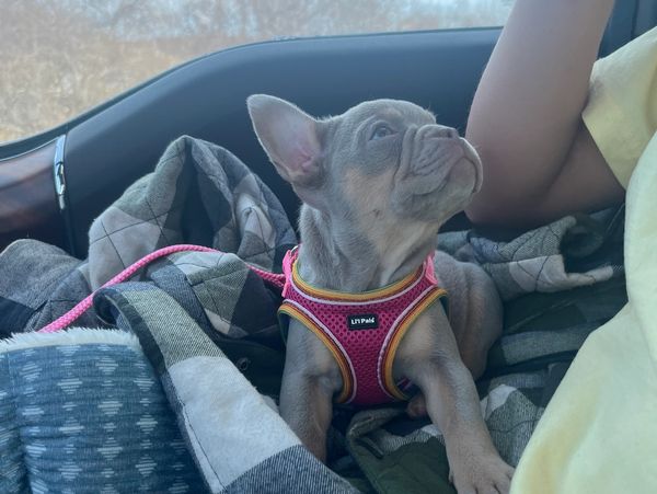 A small puppy in a pink harness looks up while resting on a blanket.