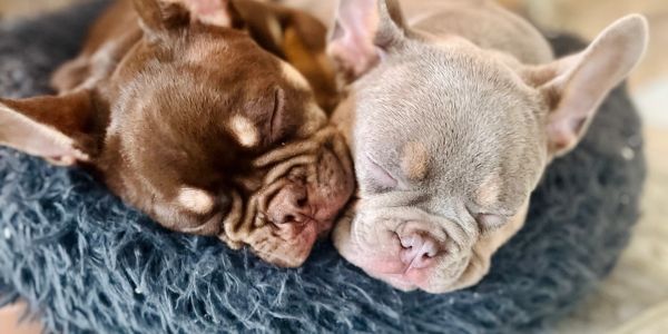 Two puppies sleeping closely together.