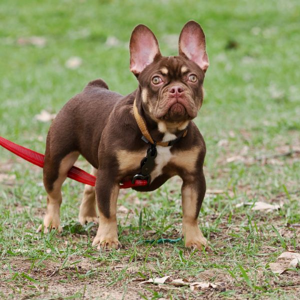 A brown French Bulldog puppy on a red leash standing on grass.