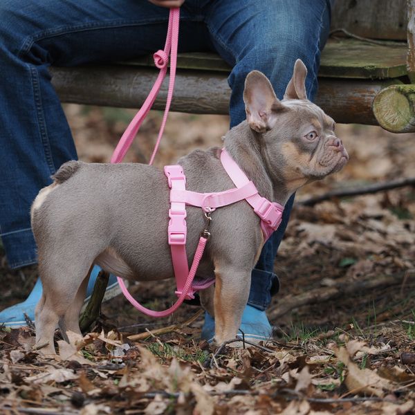French Bulldog wearing a pink harness and leash outdoors.