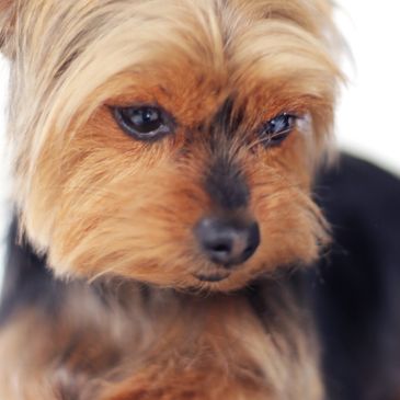 Toilettage pour chien dans Terrebonne