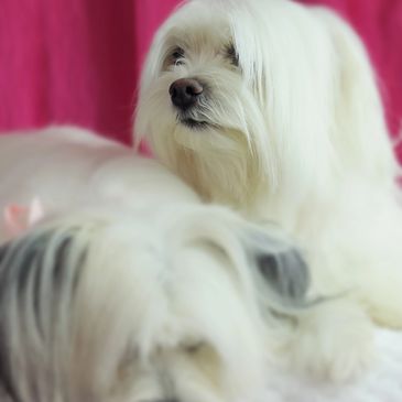 Toilettage pour chien dans Mascouche