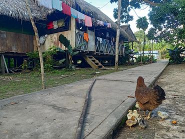 Casa rural con ropa tendida y gallina con pollitos.