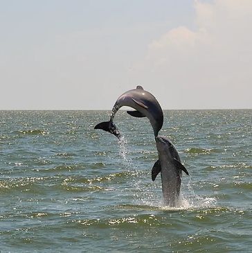 dolphin cruise dolphin tour dauphin island