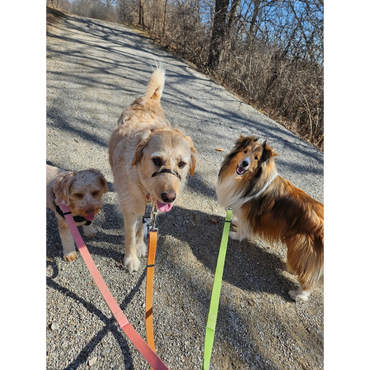 Hespeler Mill Pond Trail pack walk