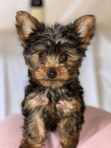 Adorable micro sized male yorkie puppy . Available April 2022. Call for more information