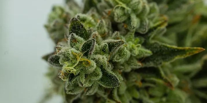 Buy Cannabis derived terpenes uk