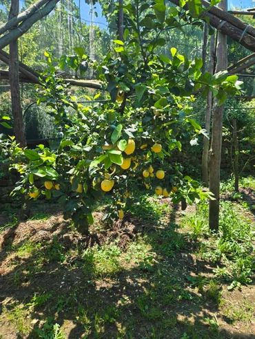 Lemon orchards in Sorrento, Italy.