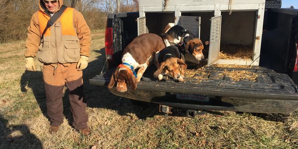 weir creek beagles for sale.  Rabit beagles near me for sale.  Started and running beagles weircreek