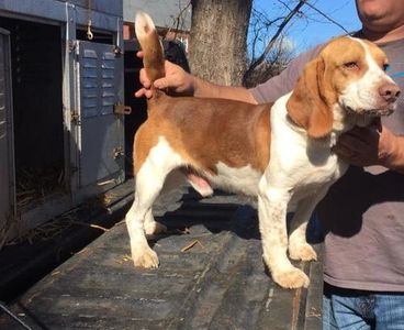 red weircreek beagles for sale and stud service. Started and finished beagles for sale.  Wirecreek b