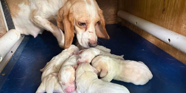 Lemon and White AKC beagle puppies weir Creek Daisy. Future rabbit hunting dogs.