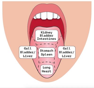 tongue diagnosis in chinese medicine