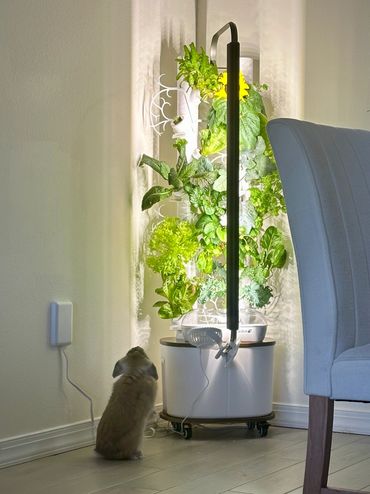 gardyn review, gardyn, gardyn studio, bunny