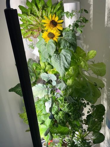 gardyn studio, gardyn, gardyn review