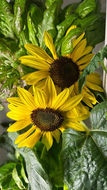 gardyn review, gardyn, sunflowers