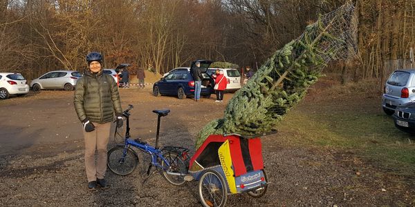Der 3m-Weihnachtsbaum wird 40 KM mit demFahrrad nach Hause gebracht - RESPEKT