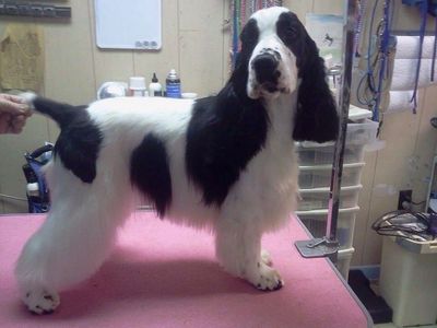 Awesome Dog Grooming