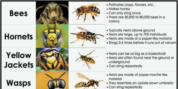 Bees, hornets, wasps, yellow jackets differences diagram