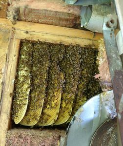 Bees inside the wall of a home