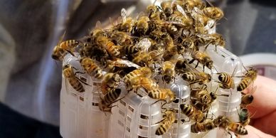 Honey Bees, Swarming
