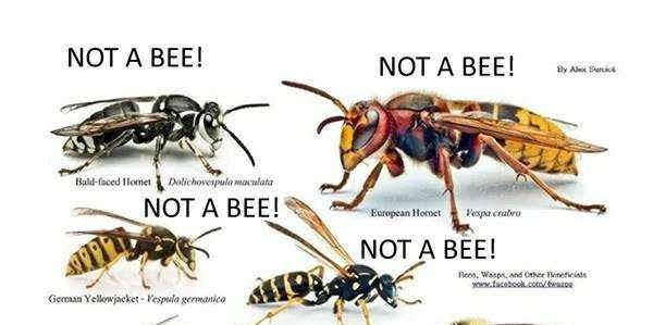 Honey Bees always have hair on their bodies.  
No Hair means, not a Honey Bee