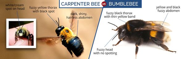 Carpenter and Bumble Bee differences diagram
