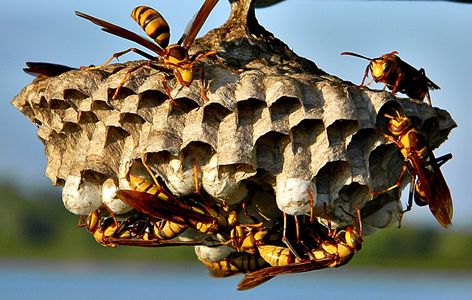 Wasps on their nest